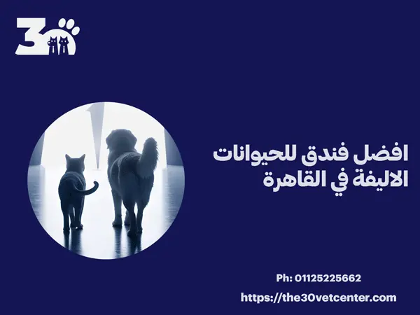 افضل فندق للحيوانات الاليفة في القاهرة