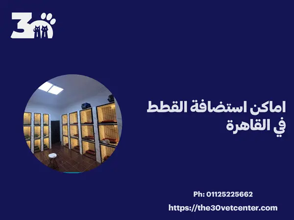 اماكن استضافة القطط في القاهرة