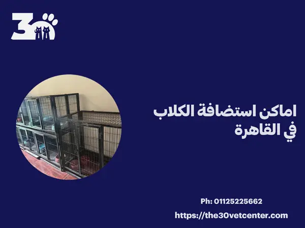 اماكن استضافة الكلاب في القاهرة