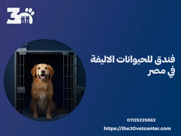 فندق للحيوانات الاليفة في مصر