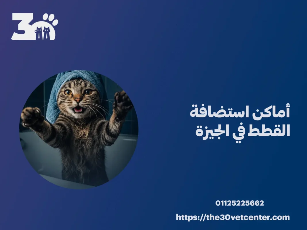 أماكن استضافة القطط في الجيزة