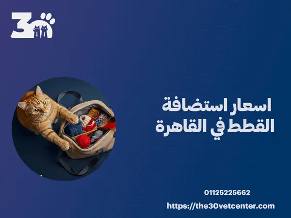 اسعار استضافة القطط في القاهرة