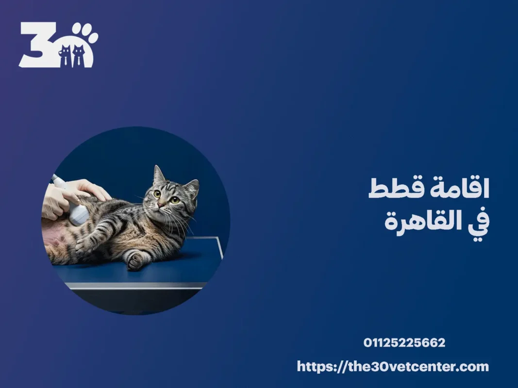 اقامة قطط في القاهرة