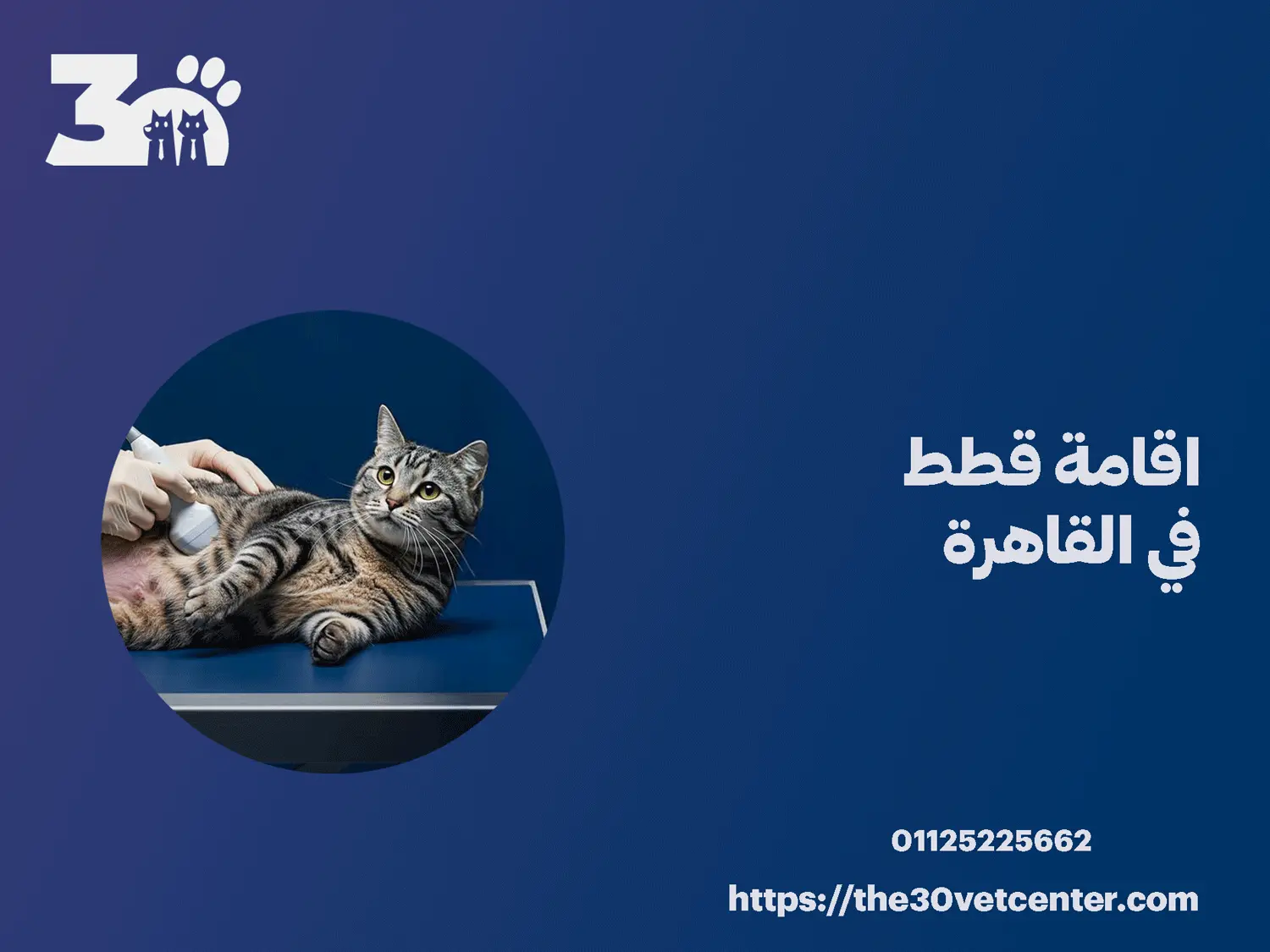 اقامة قطط في القاهرة