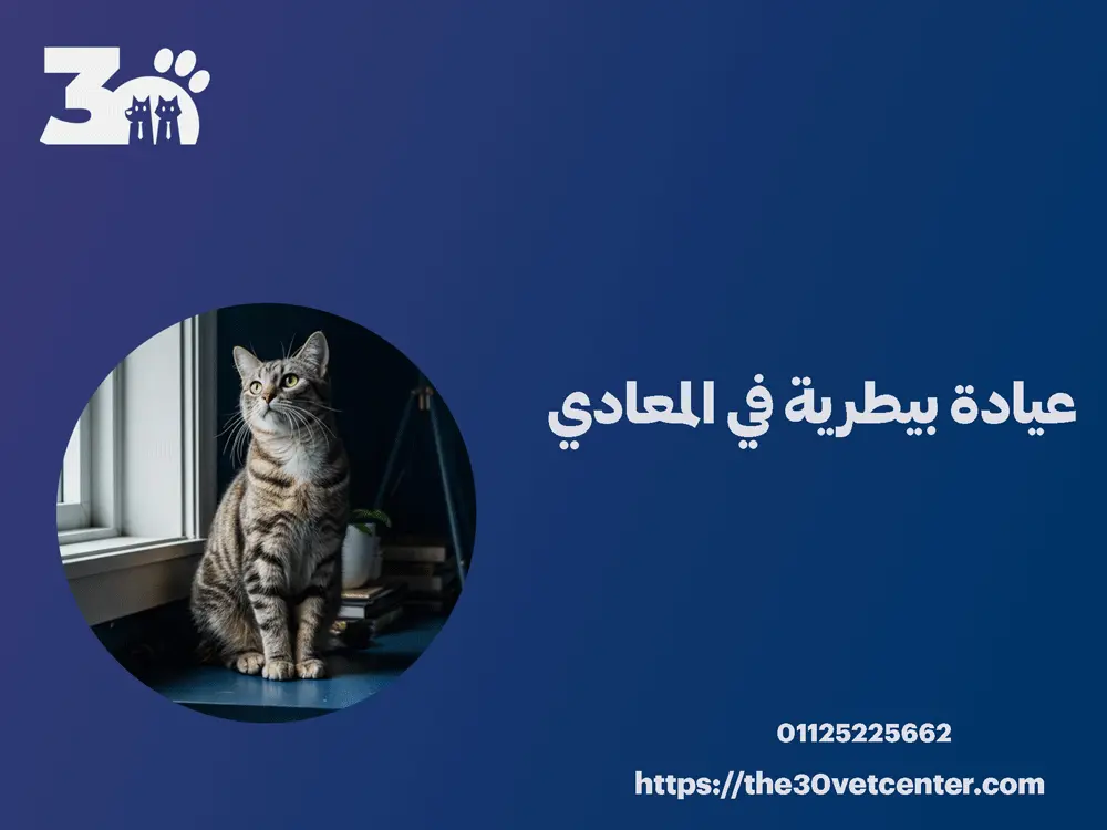عيادة بيطرية في المعادي
