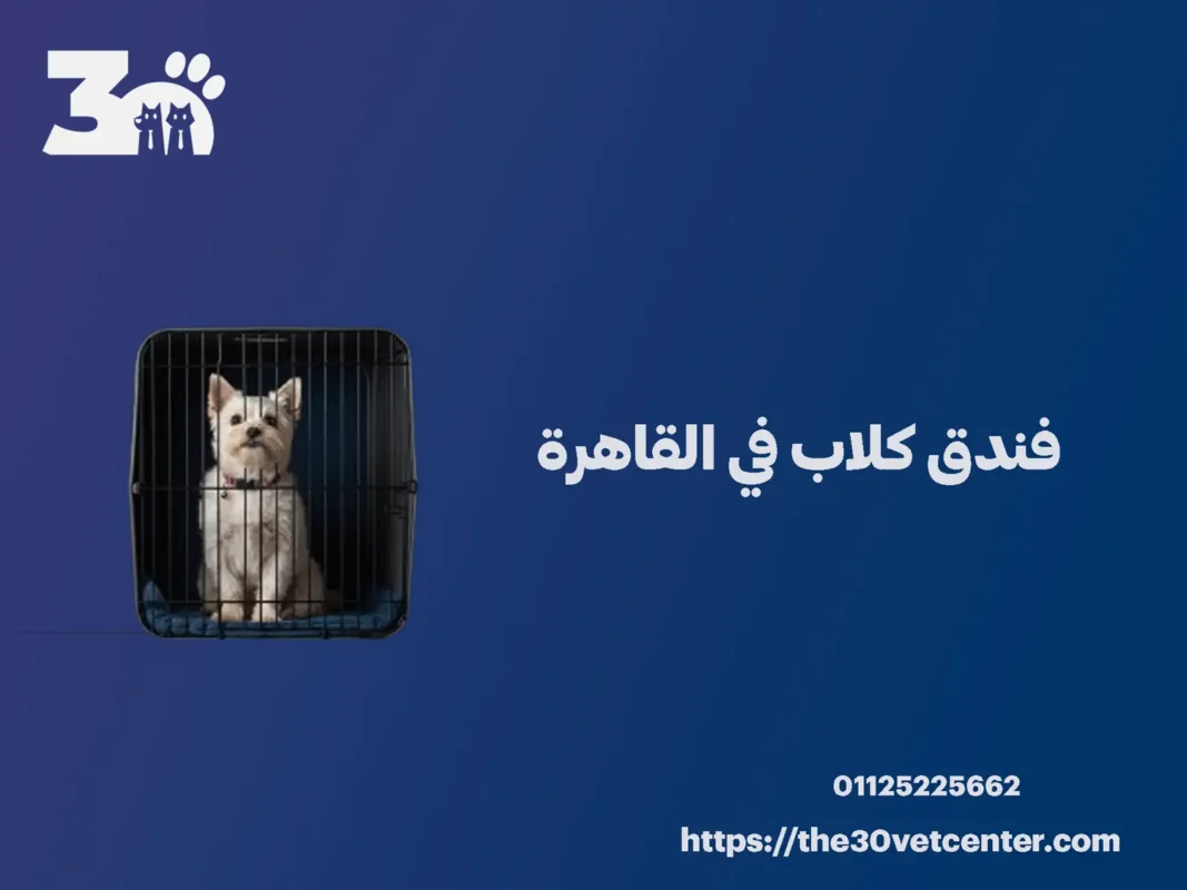 فندق كلاب في القاهرة
