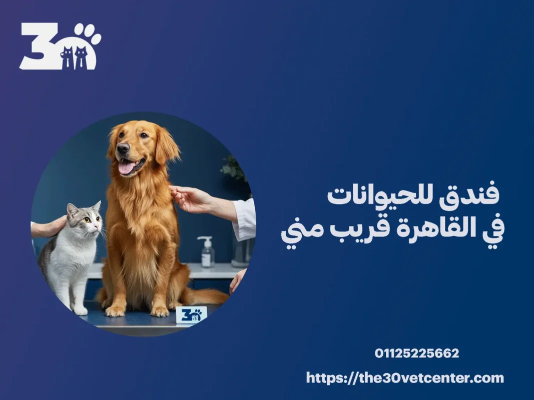 فندق للحيوانات في القاهرة قريب مني