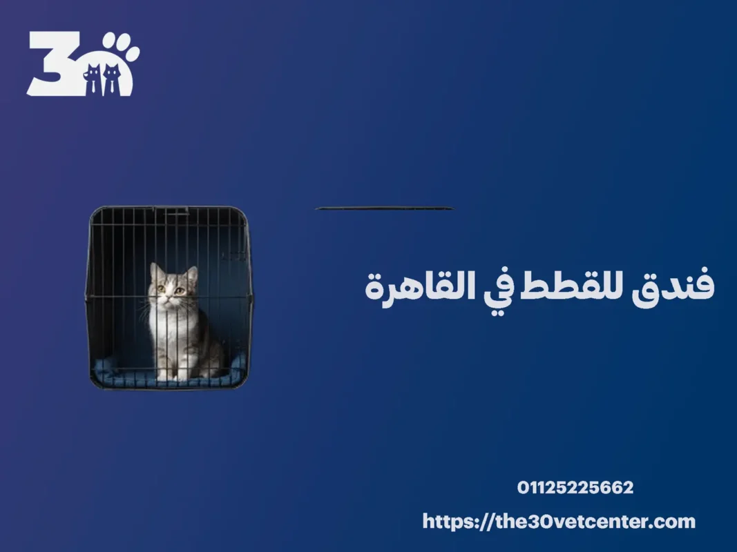 فندق للقطط في القاهرة