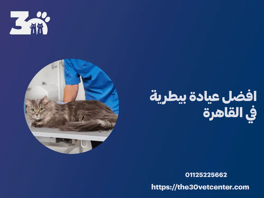 افضل عيادة بيطرية في القاهرة