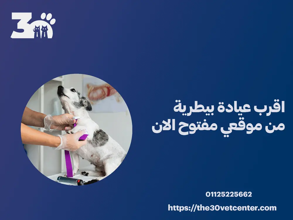 اقرب عيادة بيطرية من موقعي مفتوح الان