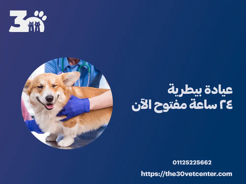 عيادة بيطرية 24 ساعة مفتوح الآن