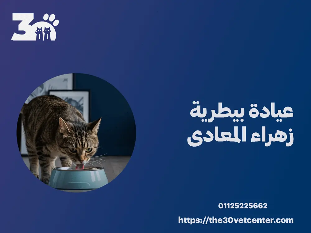 عيادة بيطرية زهراء المعادى