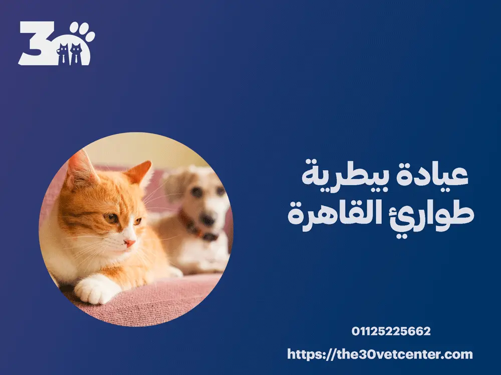 عيادة بيطرية طوارئ القاهرة