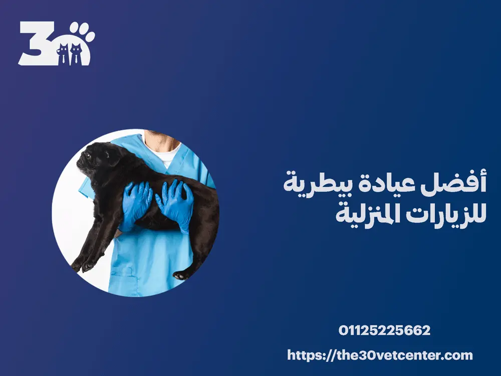 أفضل عيادة بيطرية للزيارات المنزلية