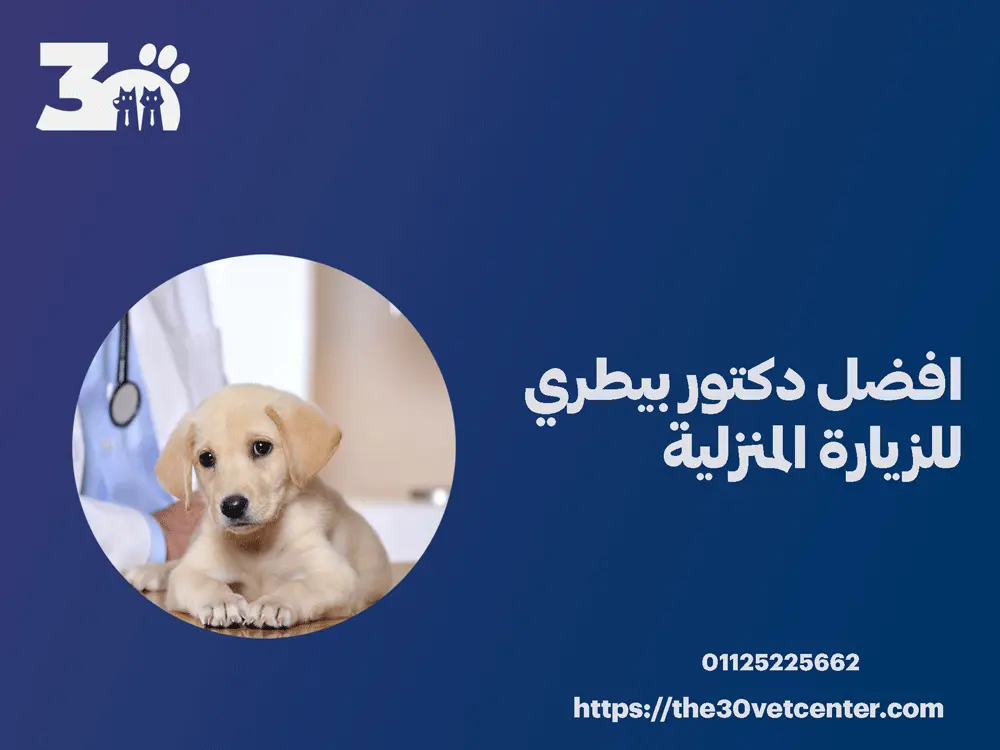 افضل دكتور بيطري للزيارة المنزلية