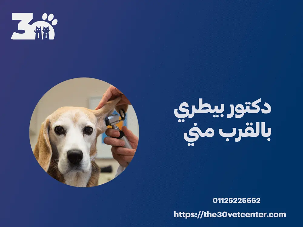 دكتور بيطري بالقرب مني