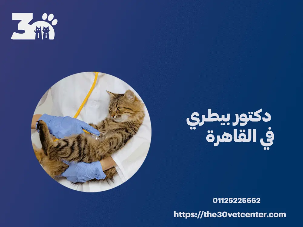 دكتور بيطري في القاهرة