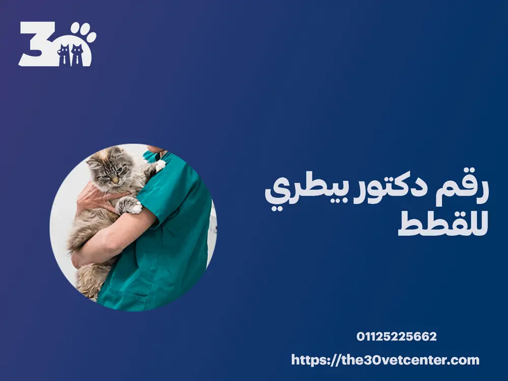 رقم دكتور بيطري للقطط