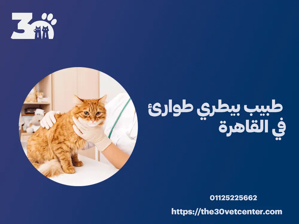 طبيب بيطري طوارئ في القاهرة