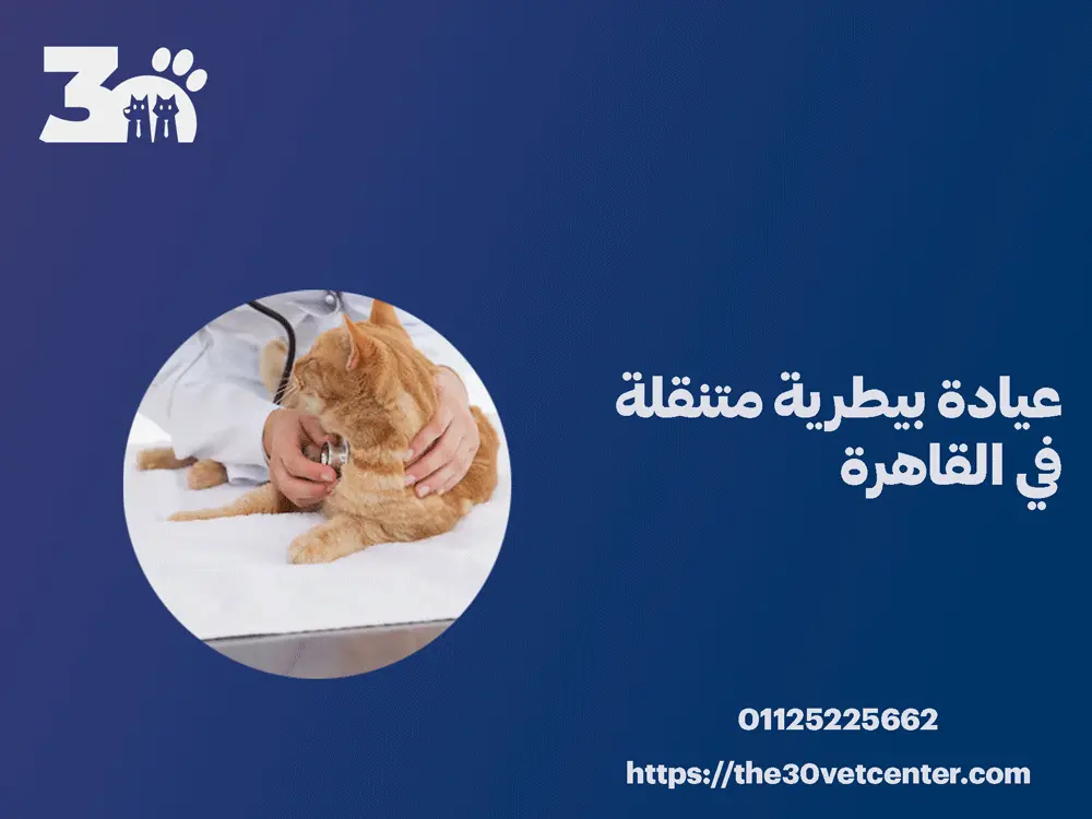 عيادة بيطرية متنقلة في القاهرة