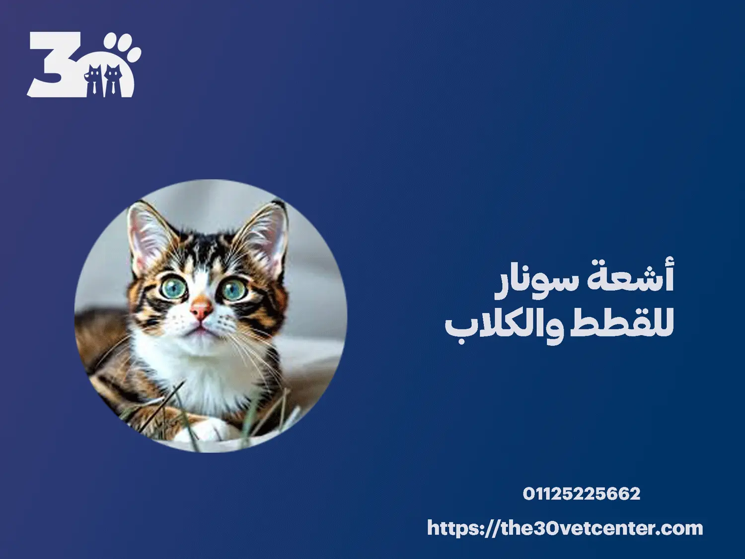 أشعة سونار للقطط والكلاب