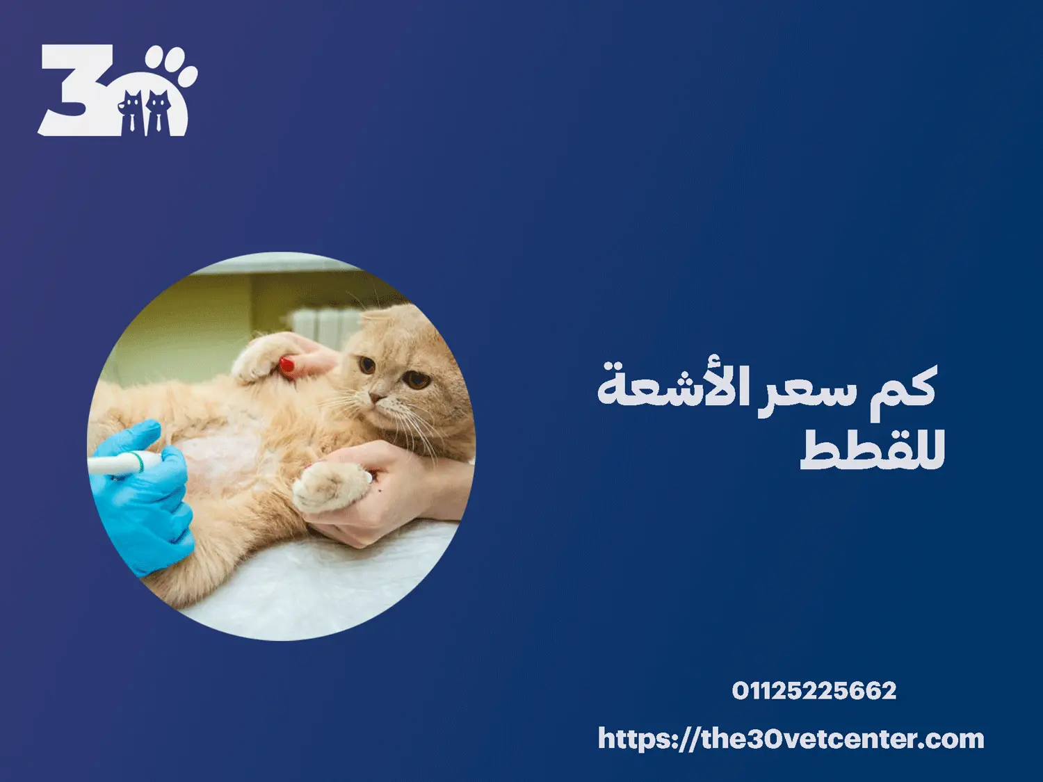 كم سعر الأشعة للقطط