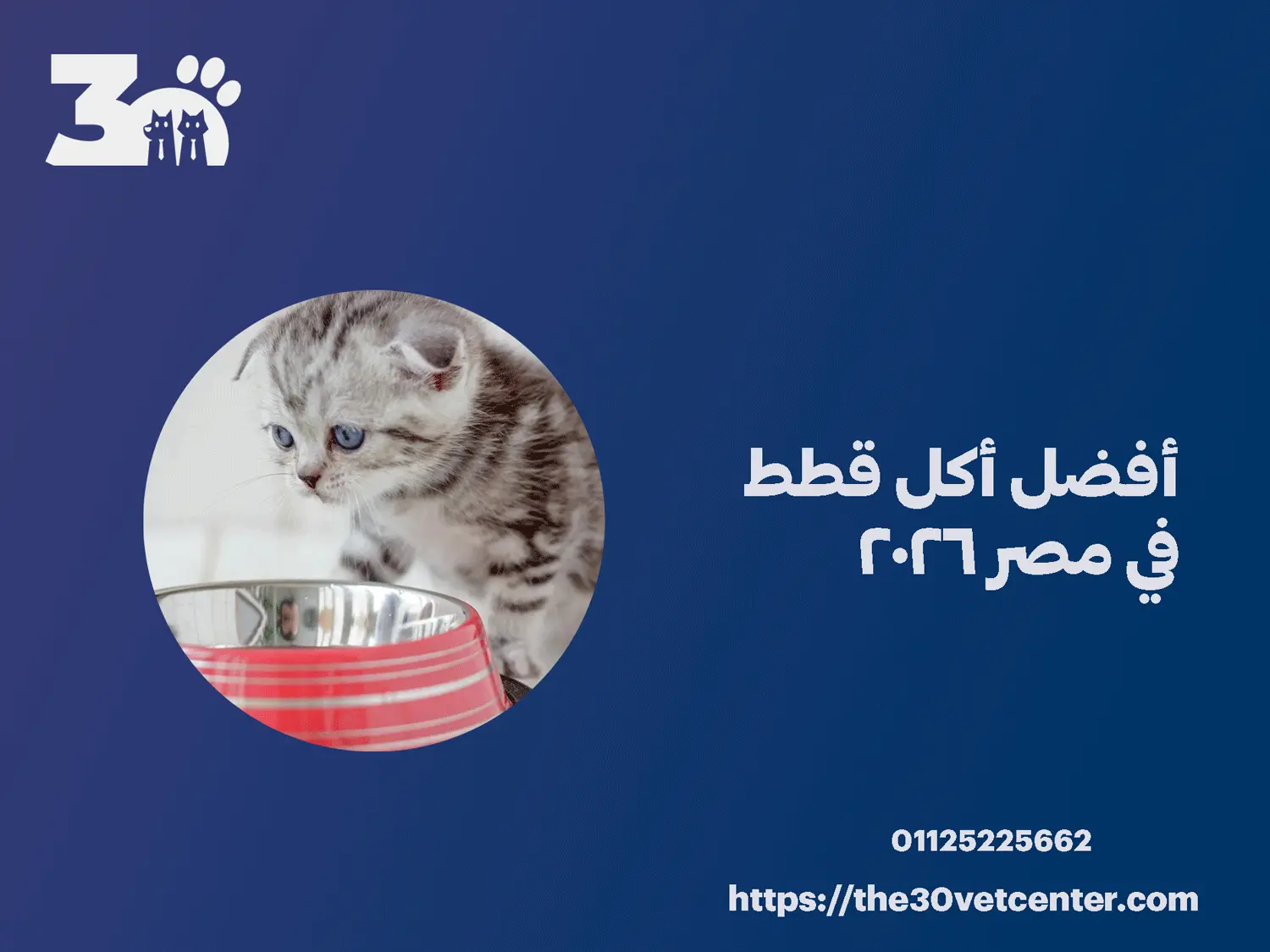 أفضل أكل قطط في مصر 2026
