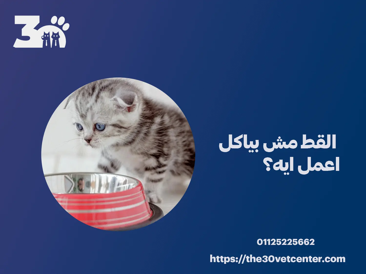 القط مش بياكل اعمل ايه؟