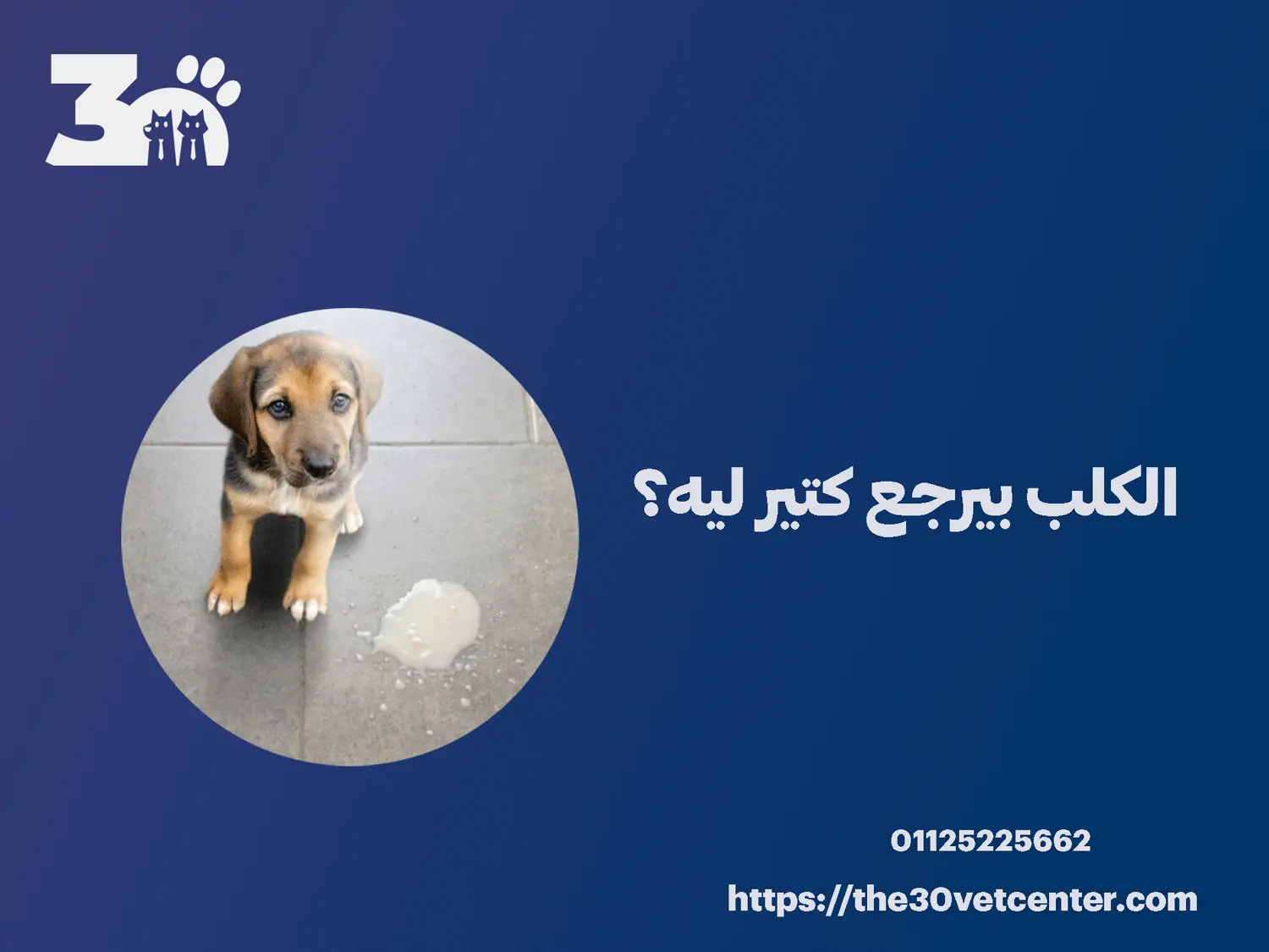 الكلب بيرجع كتير ليه
