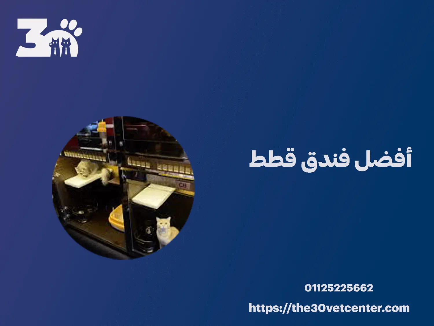 أفضل فندق قطط