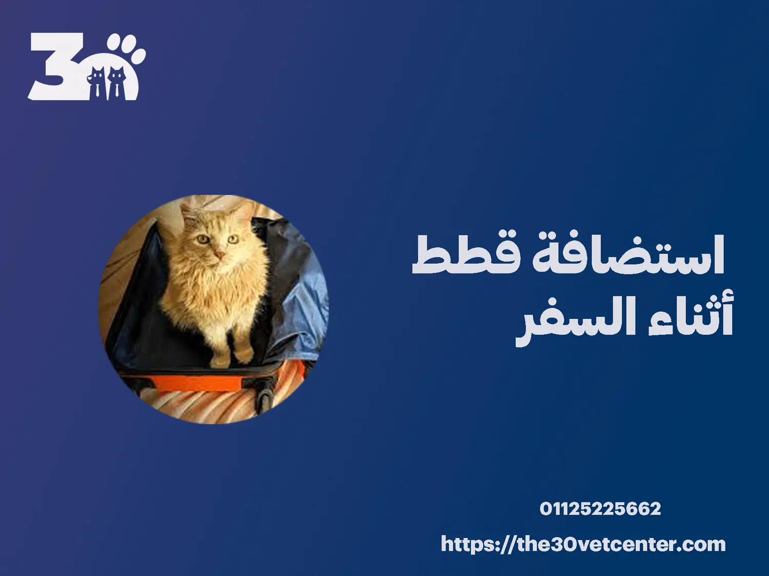 استضافة قطط أثناء السفر