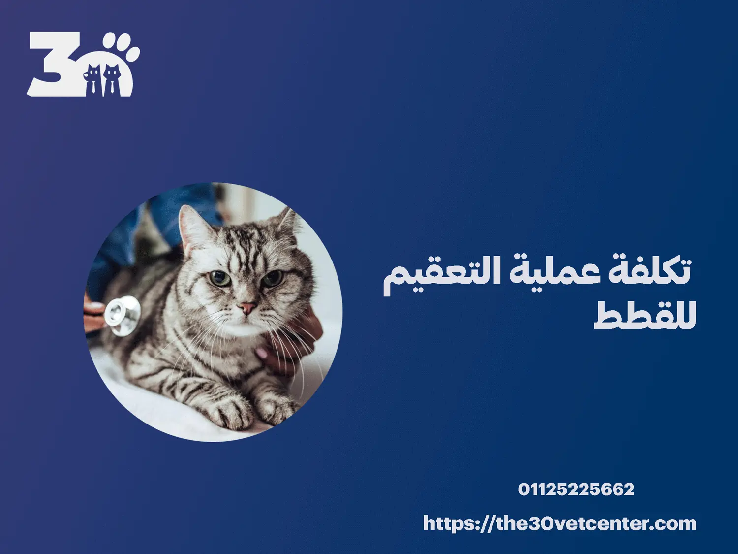تكلفة عملية التعقيم للقطط