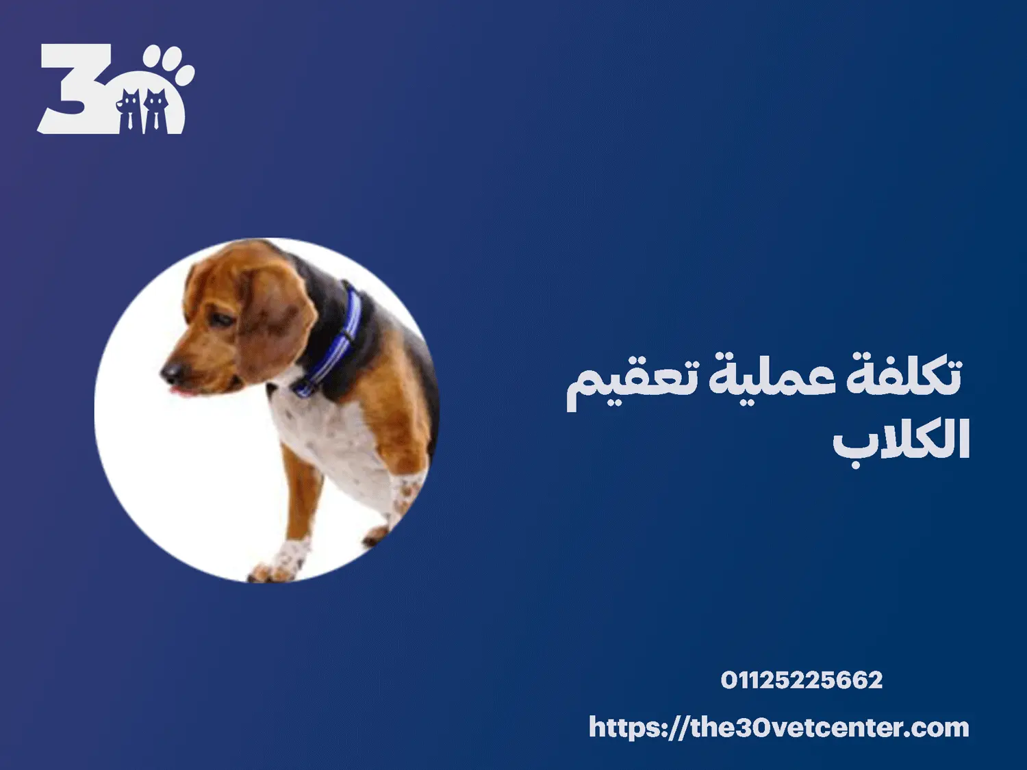 تكلفة عملية تعقيم الكلاب