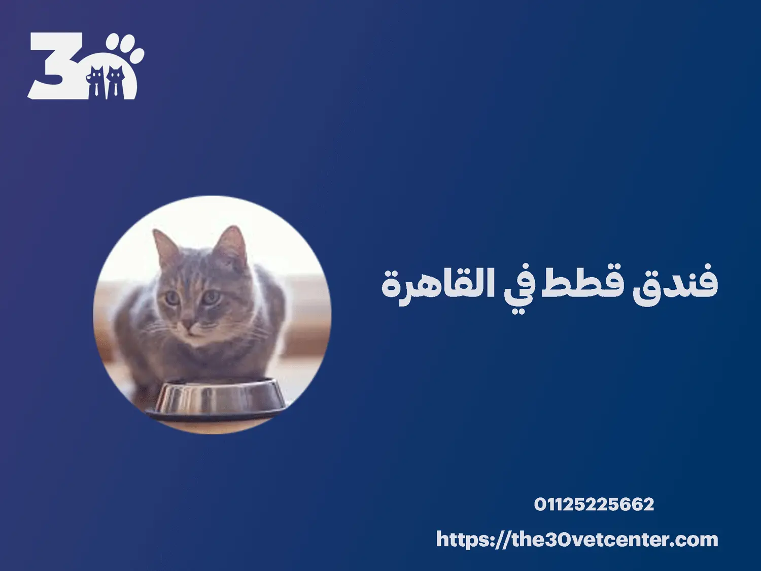 فندق قطط في القاهرة