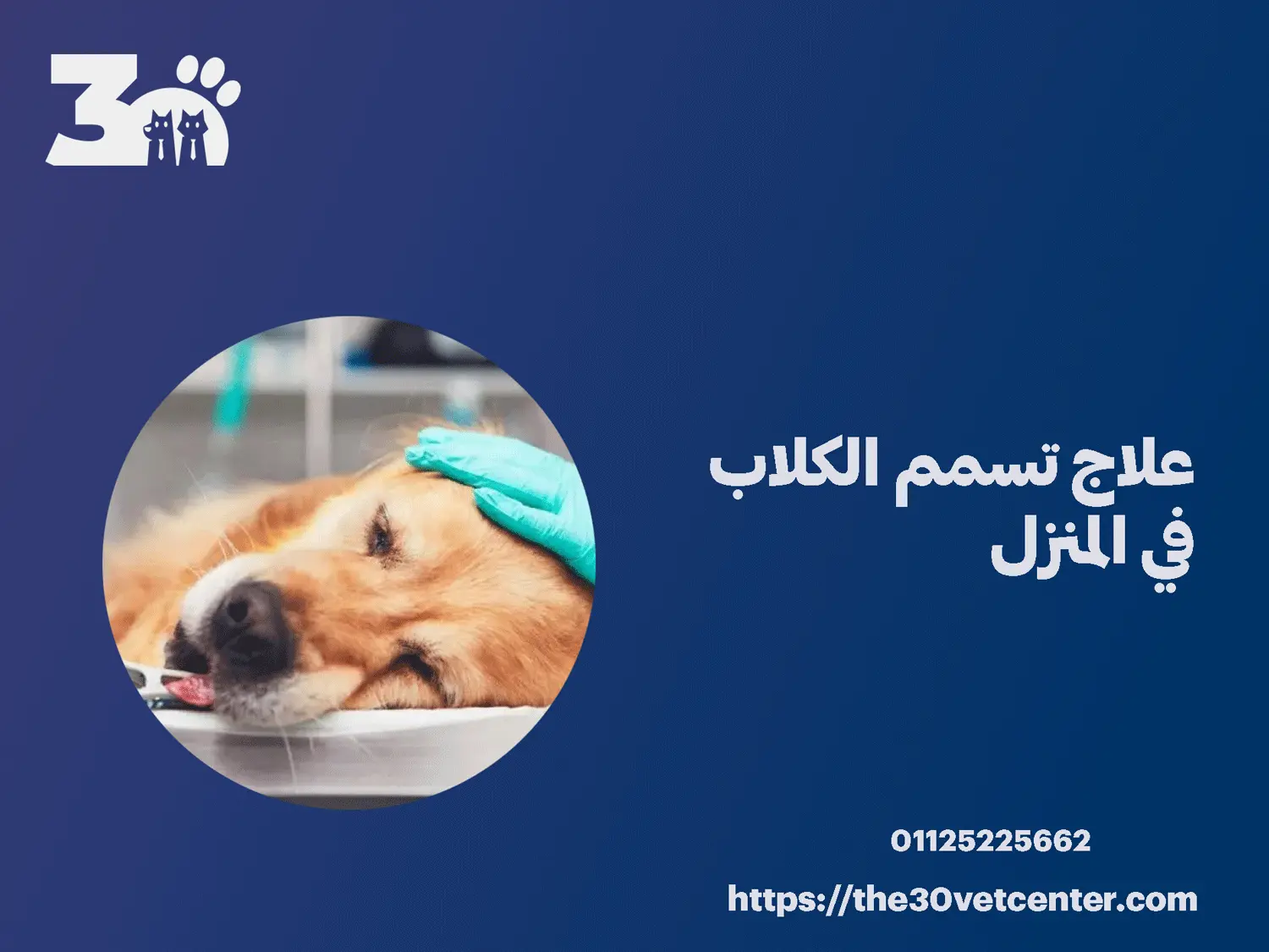 علاج تسمم الكلاب في المنزل