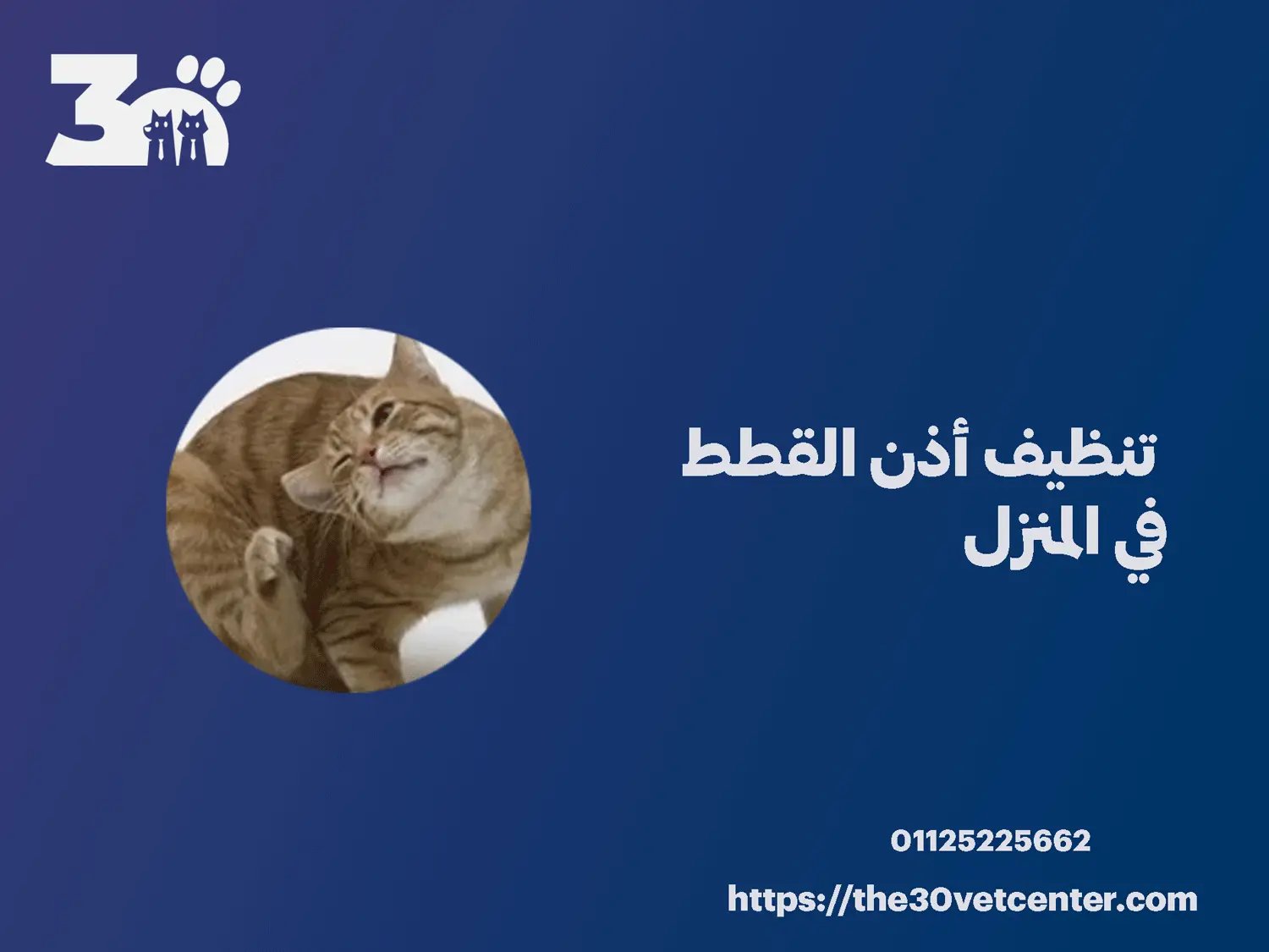تنظيف أذن القطط في المنزل