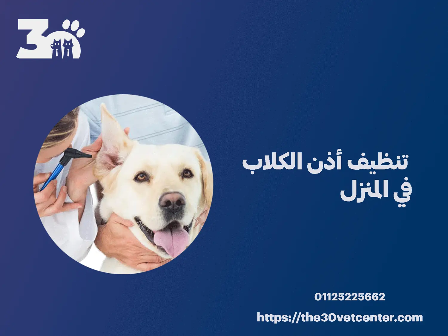 تنظيف أذن الكلاب في المنزل