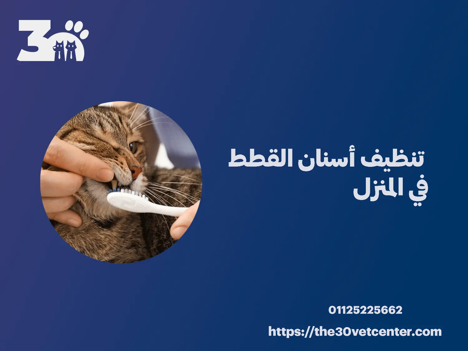تنظيف أسنان القطط في المنزل