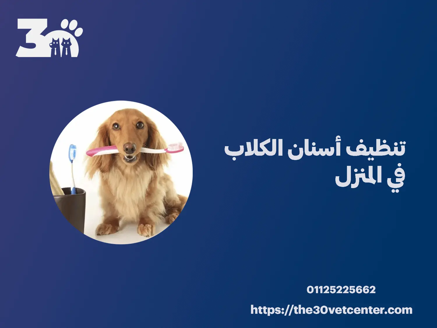 تنظيف أسنان الكلاب في المنزل